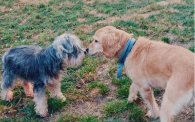 Nala y Matilda, el equipo perfecto.