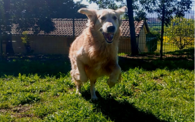 Snow, pura intensidad y dinamita 🧨🐾