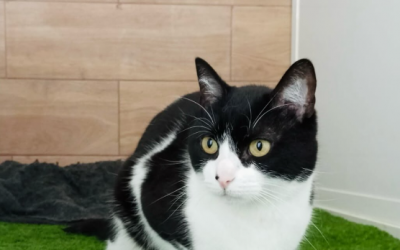 Txiki ya tiene confianza para disfrutar 🐱🖤