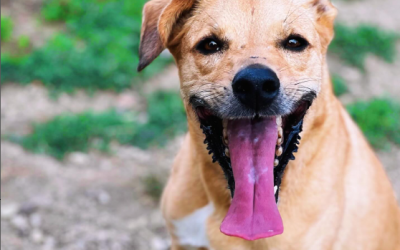 Empezar el día con ellos, no tiene precio! 😊🐶