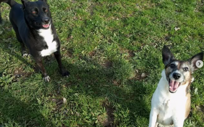 Vacaciones de Navidad con los mejores 💛🐾🎄