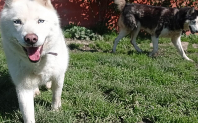 Perriamigos aprovechando el último minuto!